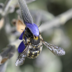 Anthidium maculosum