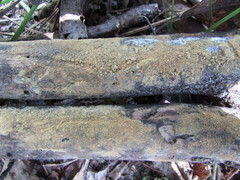 Botryobasidium conspersum