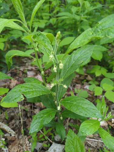 Image of Cubelium concolor by no rights reserved