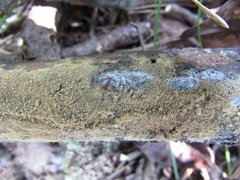 Botryobasidium conspersum