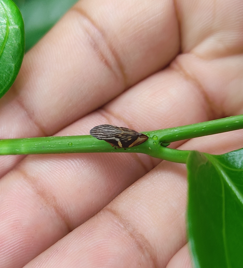 Clovia andamanensis