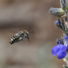 Anthidium maculosum