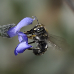 Anthidium maculosum