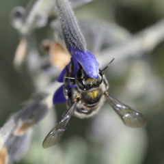 Anthidium maculosum
