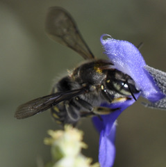 Anthidium maculosum