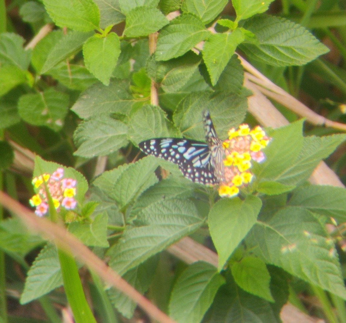 Dark Blue Tiger