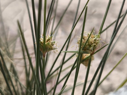 Cyperus arenarius observed 2025-02-08