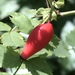 Baldhip Rose - Photo (c) KC, some rights reserved (CC BY-NC), uploaded by KC