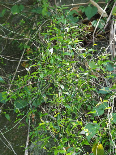 Image of Jasminum nervosum by no rights reserved