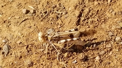 Dissosteira spurcata