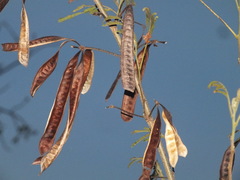 Leucaena
