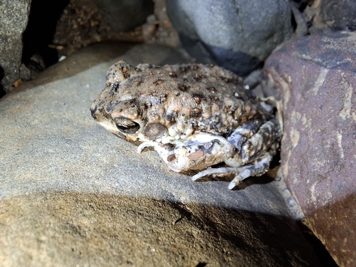 Dodson's Toad