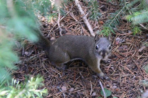 Tamiasciurus fremonti