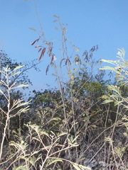 Leucaena