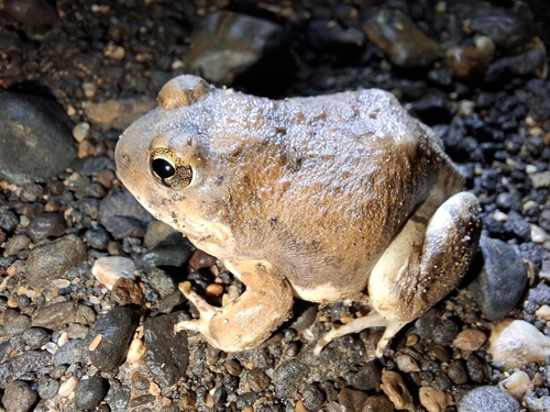 Kachowski's Sand Frog