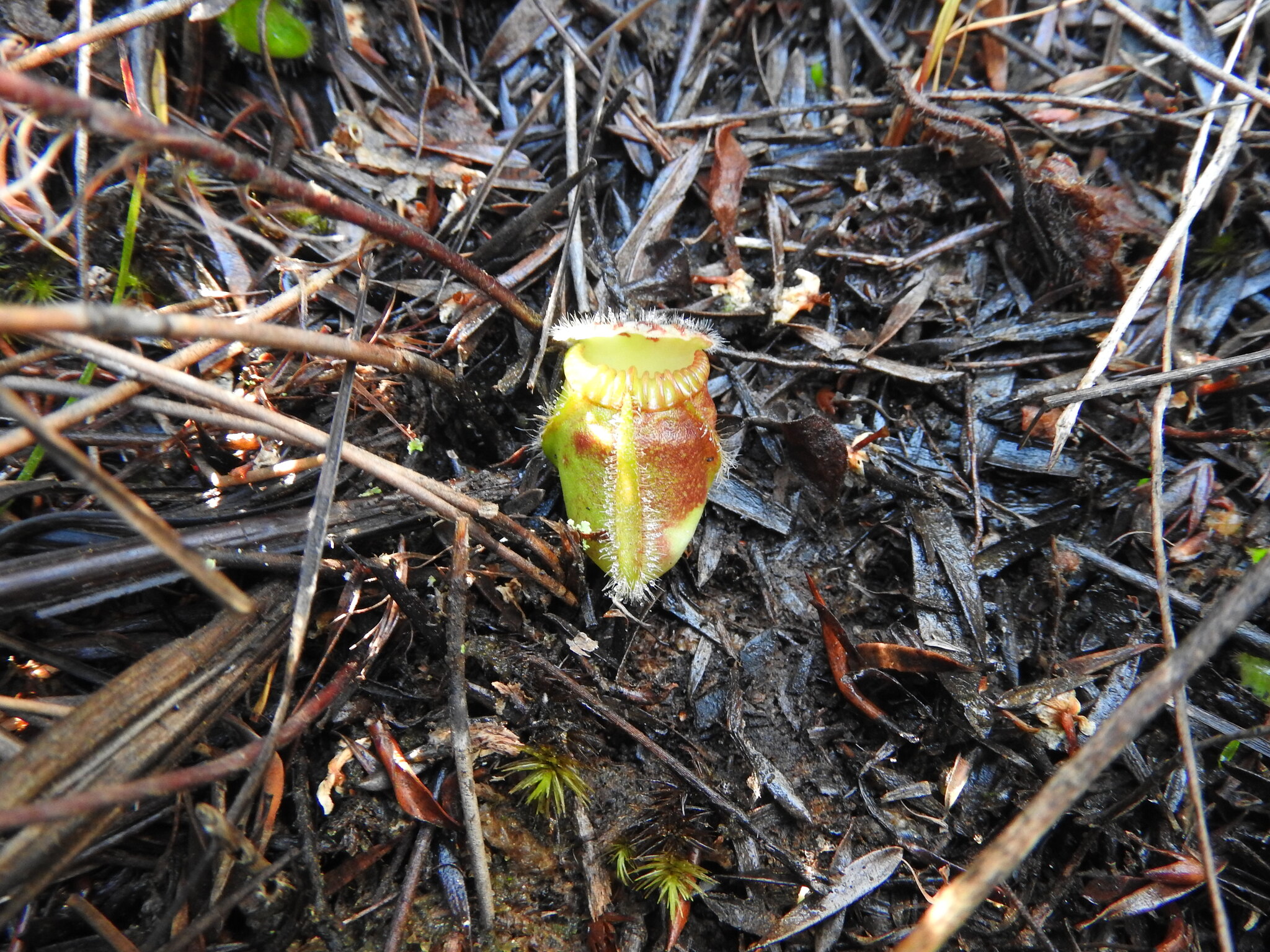 Imagem de Planta-carnívora-australiana