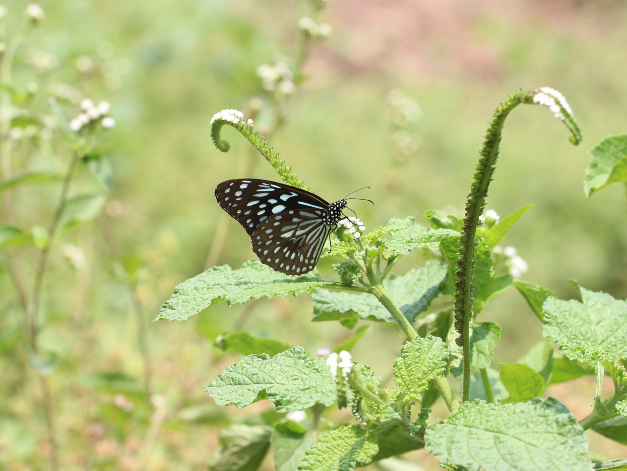 Dark Blue Tiger