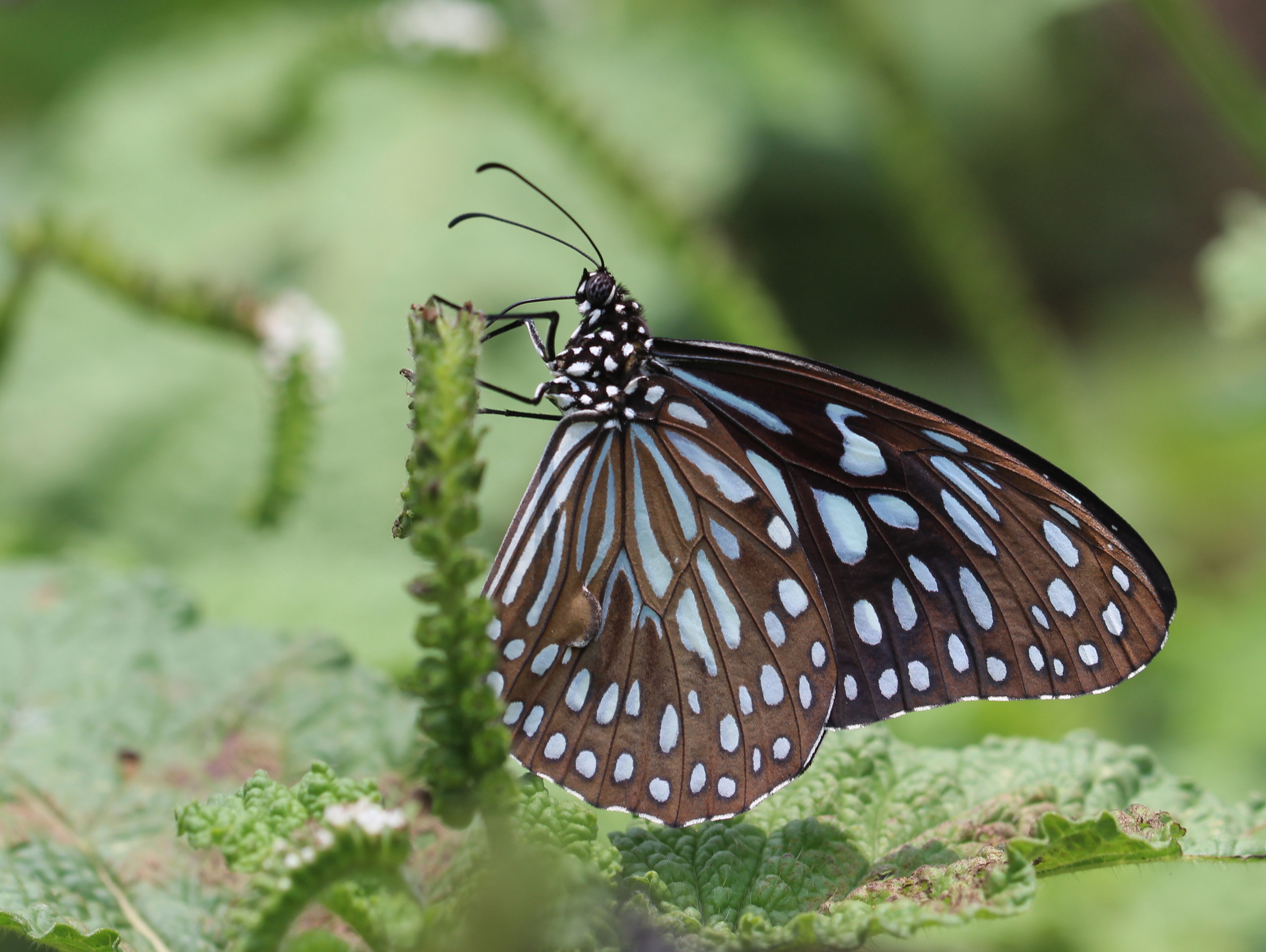 Dark Blue Tiger