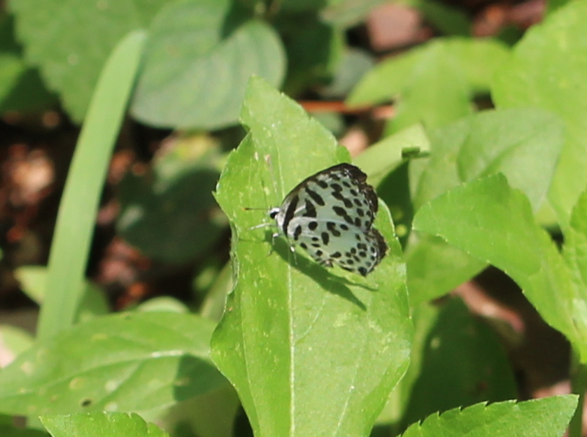 Common Pierrot
