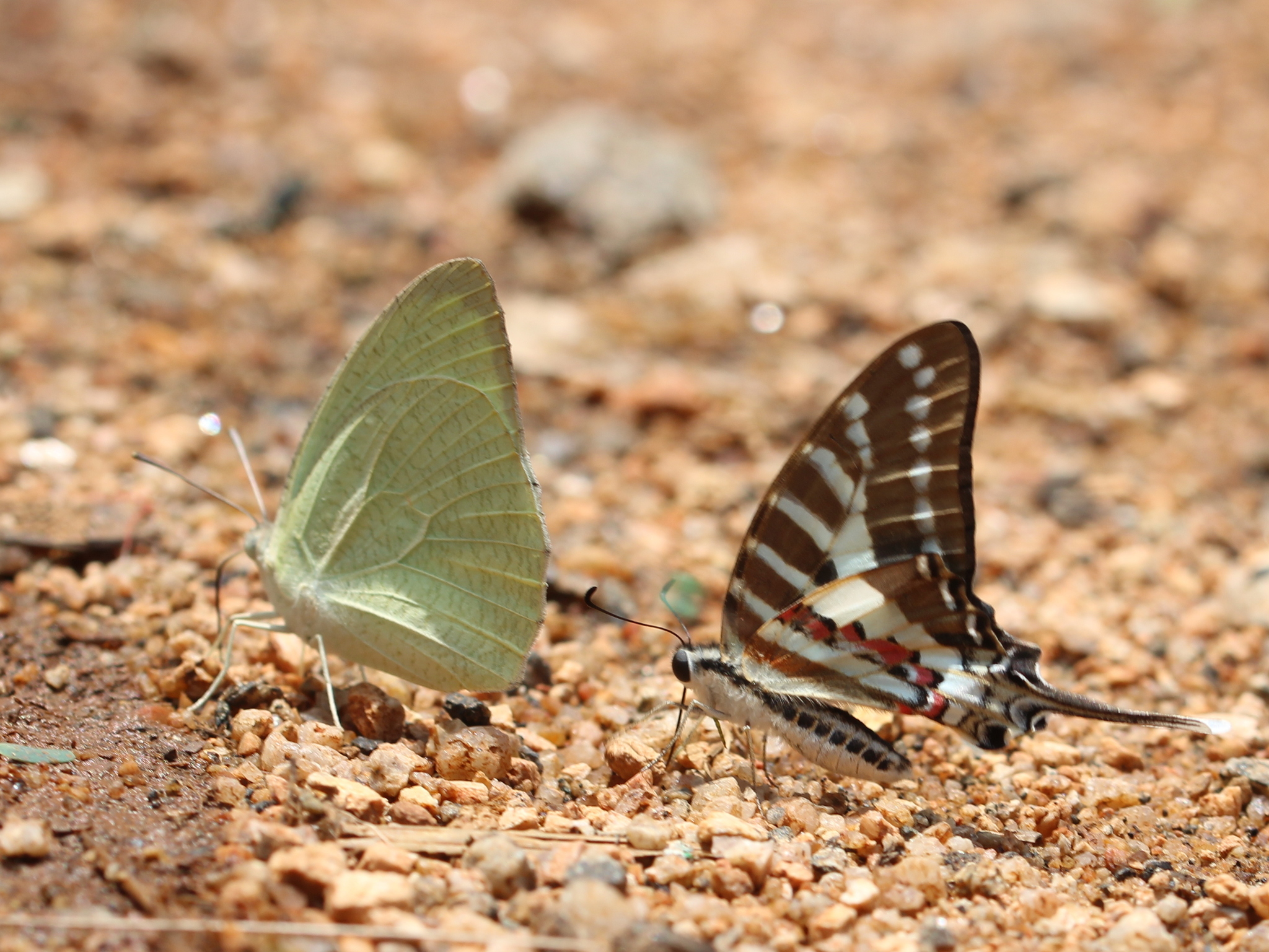 Spot Swordtail
