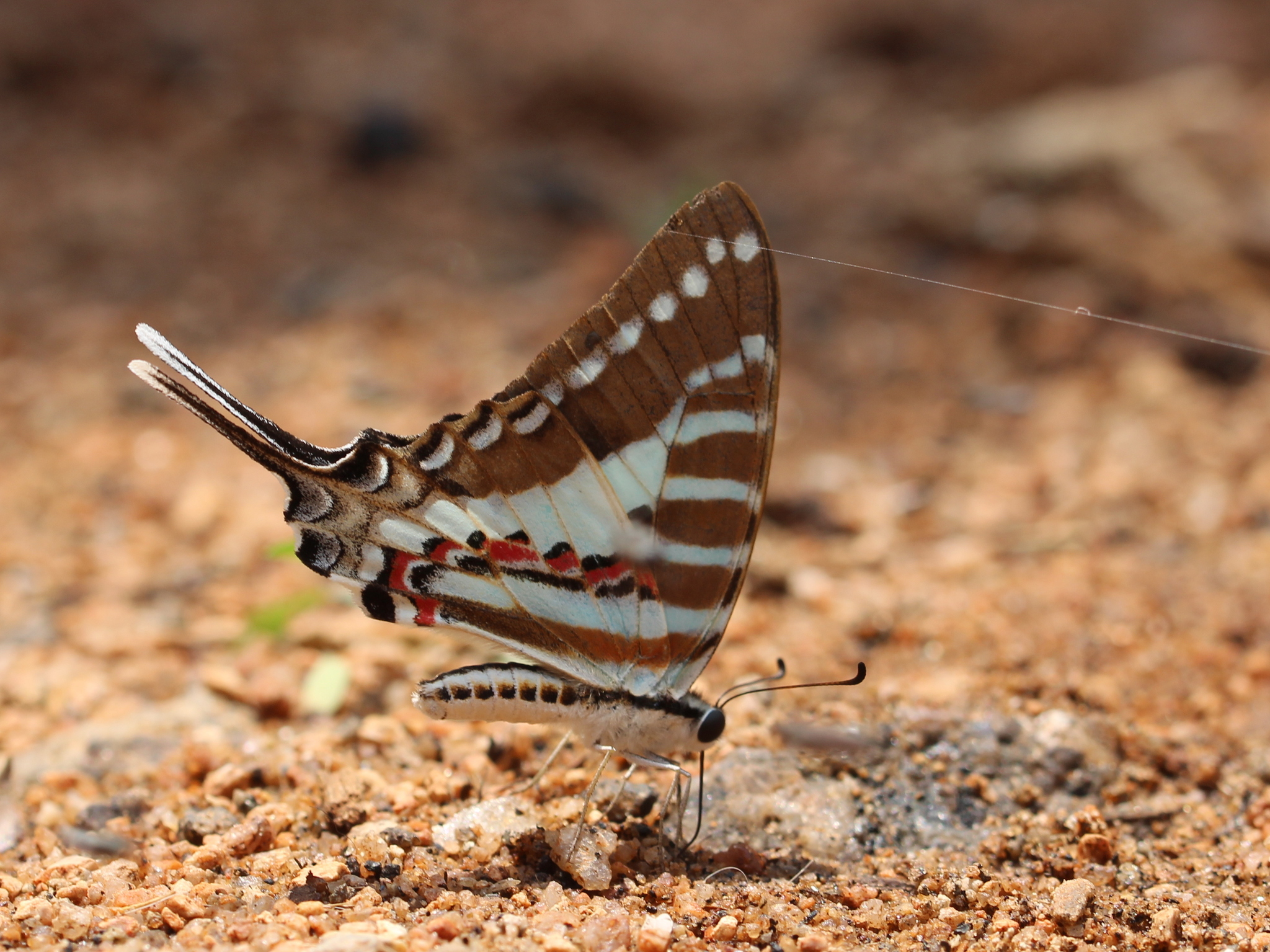 Spot Swordtail