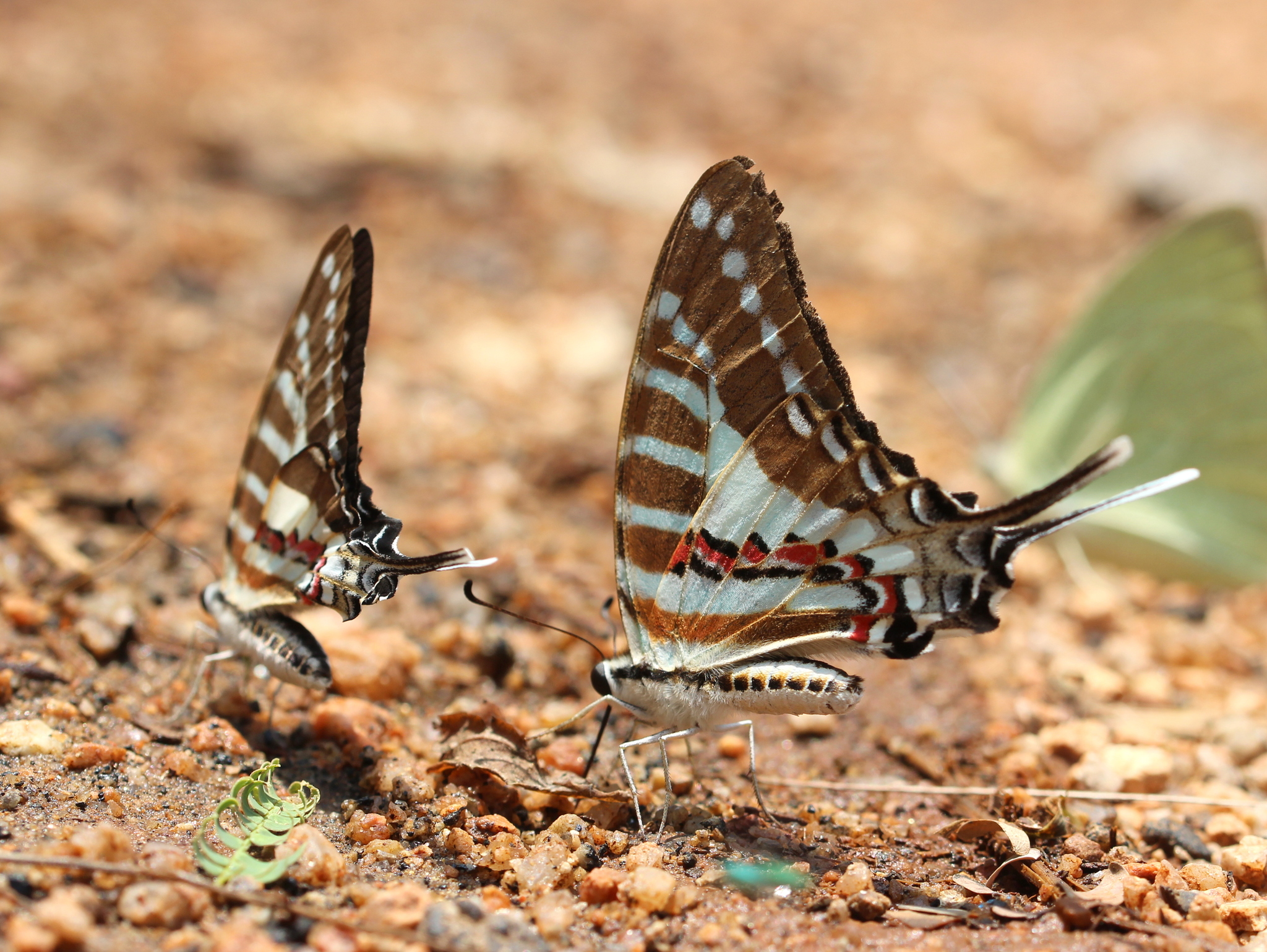 Spot Swordtail
