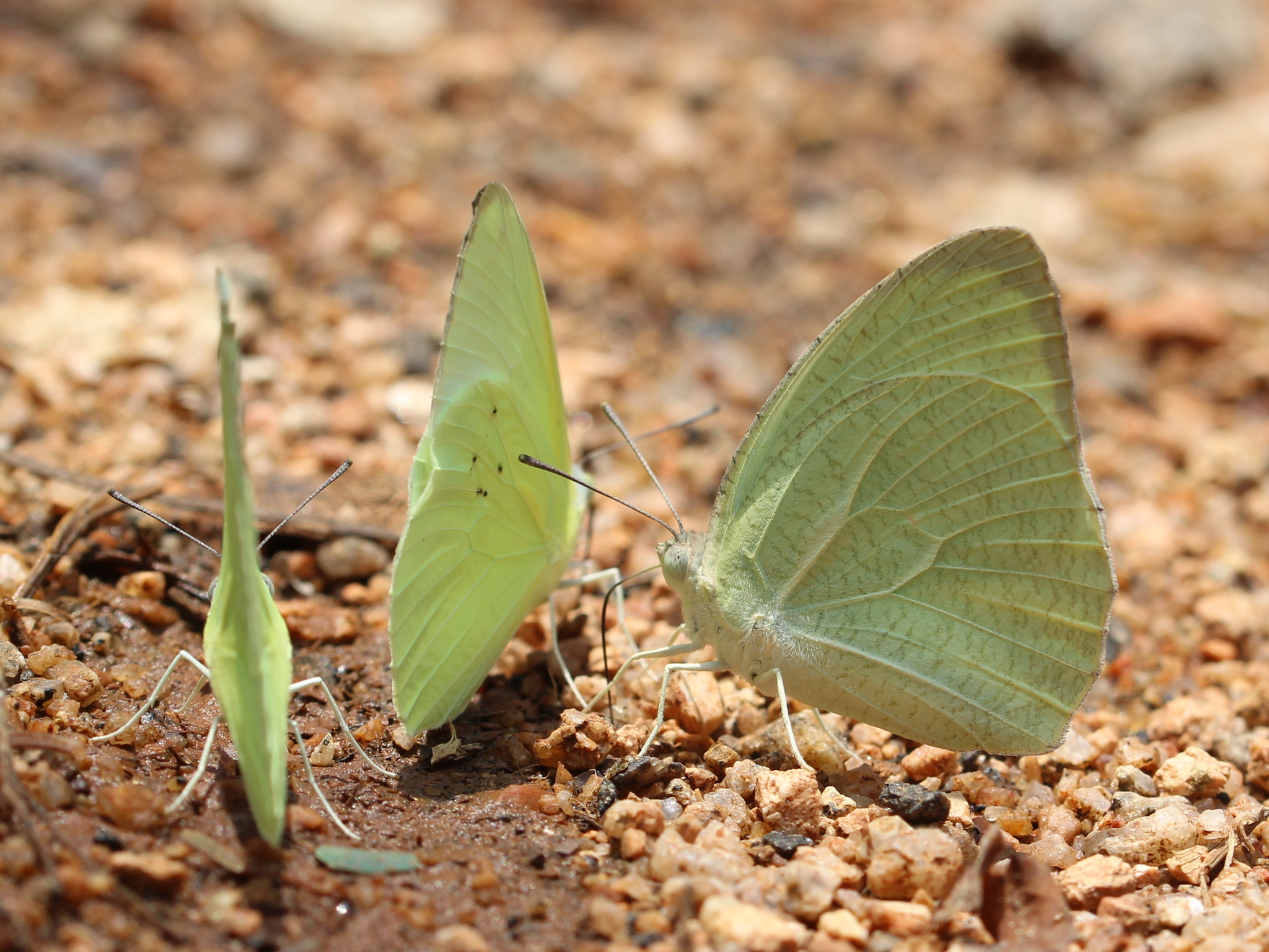 Mottled Emigrant