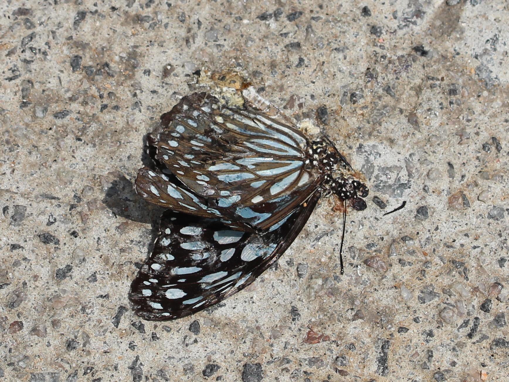 Dark Blue Tiger