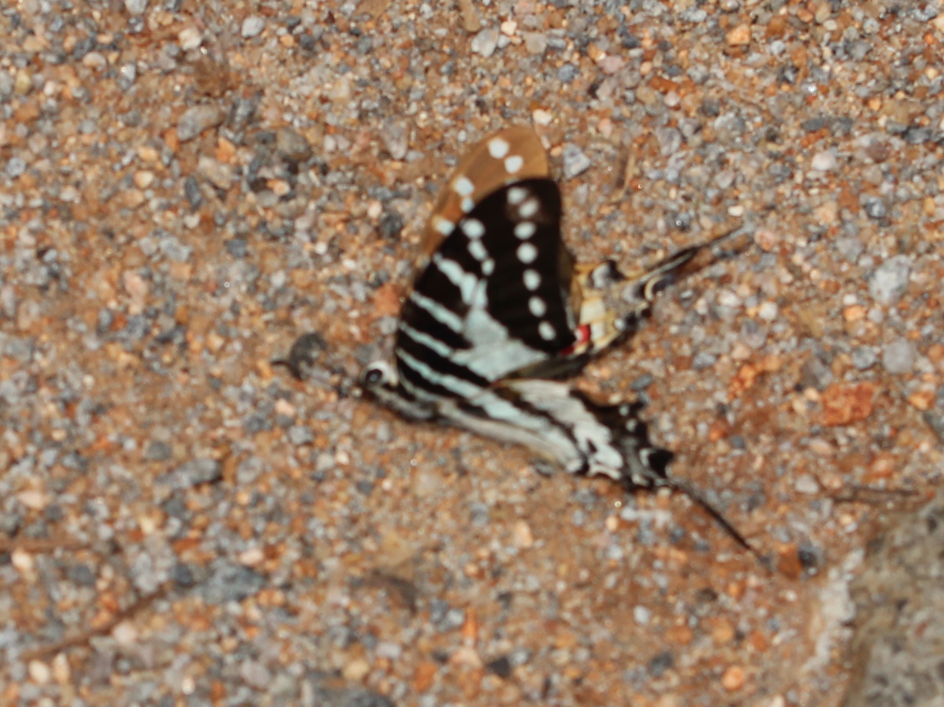 Spot Swordtail