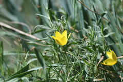 Tulipa dasystemon, photograph (c) kirinzi, some rights reserved (CC BY)