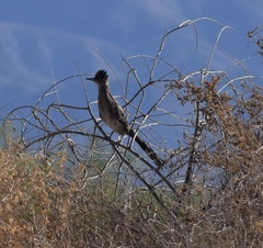 Geococcyx californianus