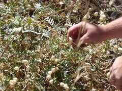 Astragalus oocarpus