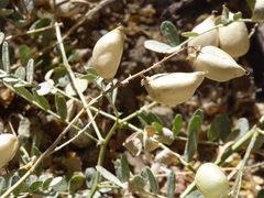 Astragalus oocarpus