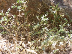 Astragalus oocarpus
