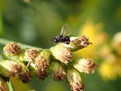 Perilampidae