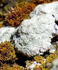 Protoparmeliopsis pinguis