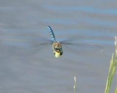 Aeshna palmata