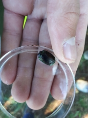 Megadromus antarcticus