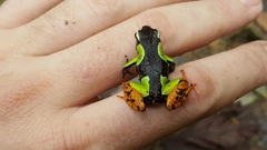 Mantella baroni