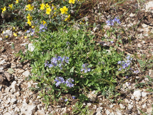 Image of Veronica orsiniana by (c) Augustin Soulard, some rights reserved (CC BY)