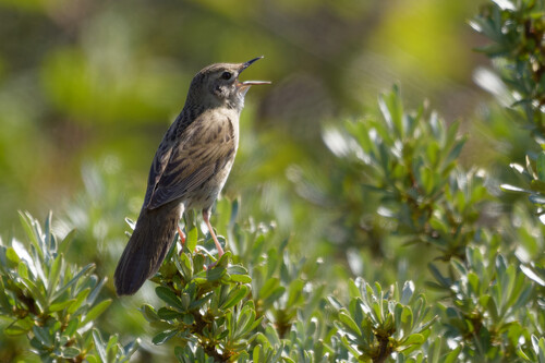 Common Grasshopper Warbler, Schoorl, Netherlands, photo 9 of 10