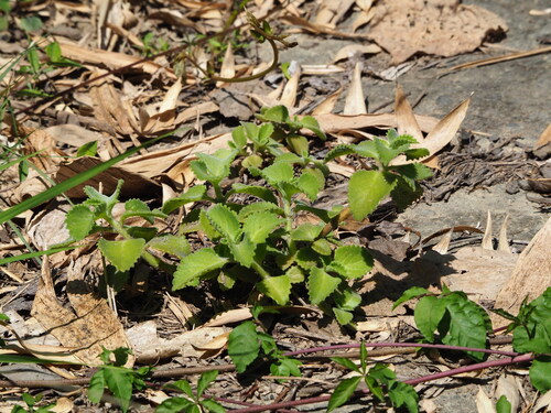 Image of Coleus amboinicus by no rights reserved