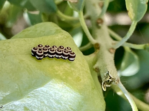 iNaturalist observation photo of Harlequin Bug