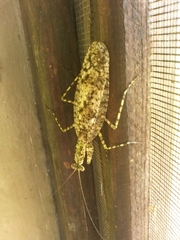 Gonatista jaiba