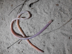 Ellenberger's Worm Lizard photo 2
