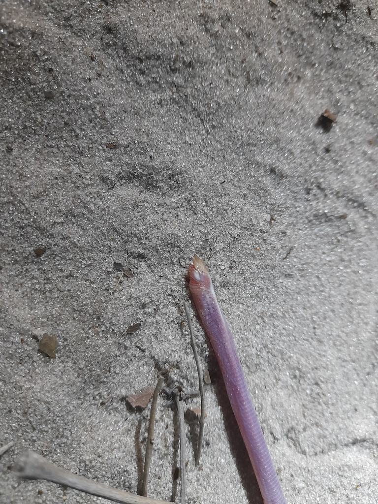 Ellenberger's Worm Lizard