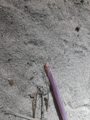 Ellenberger's Worm Lizard photo 1