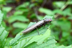 Hesperoperla pacifica