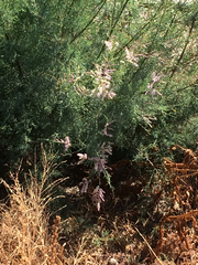 Tamarix ramosissima