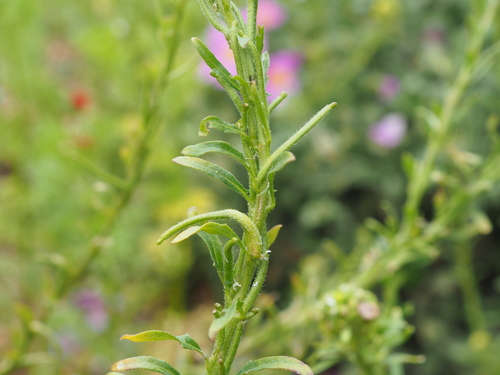 Image of Mediterranean Rocket (Sisymbrium runcinatum) by (c) Augustin Soulard, some rights reserved (CC BY)